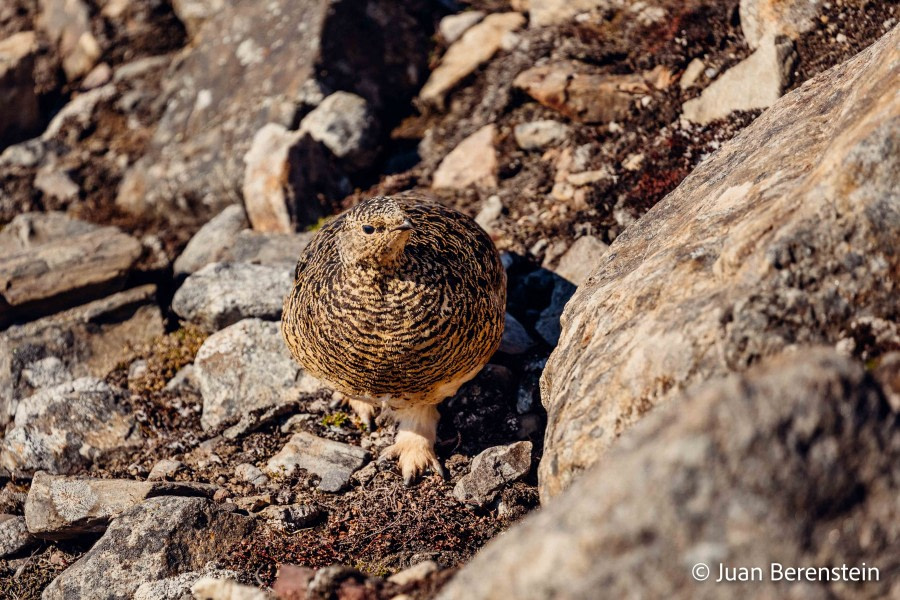 OTL05-22, Day 6 _Q9A4433 © Juan Martin Berenstein - Oceanwide Expeditions.jpg