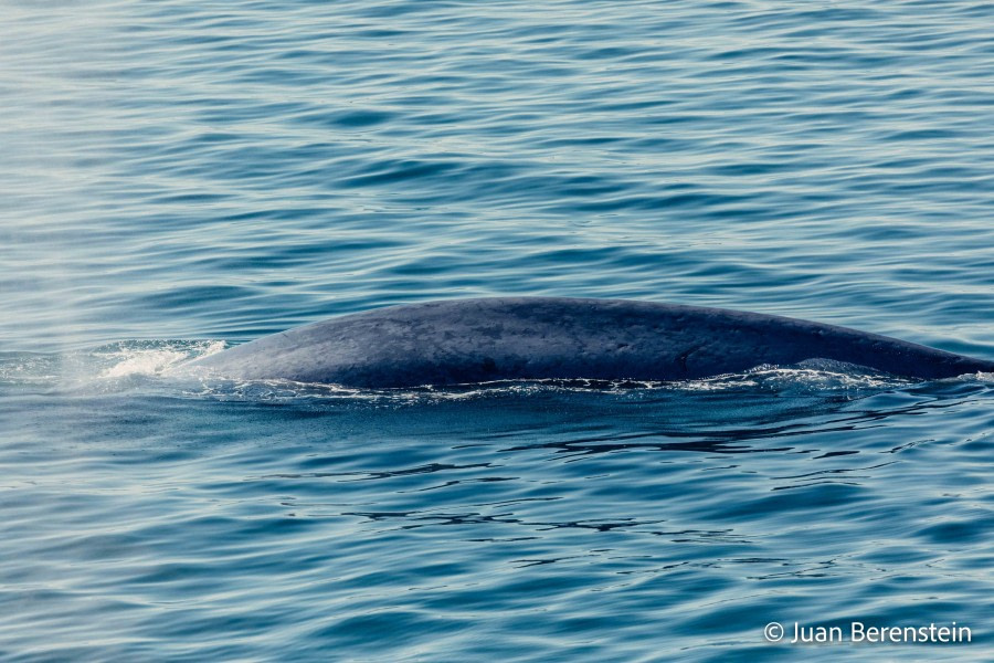 OTL05-22, Day 6 _Q9A4708 © Juan Martin Berenstein - Oceanwide Expeditions.jpg