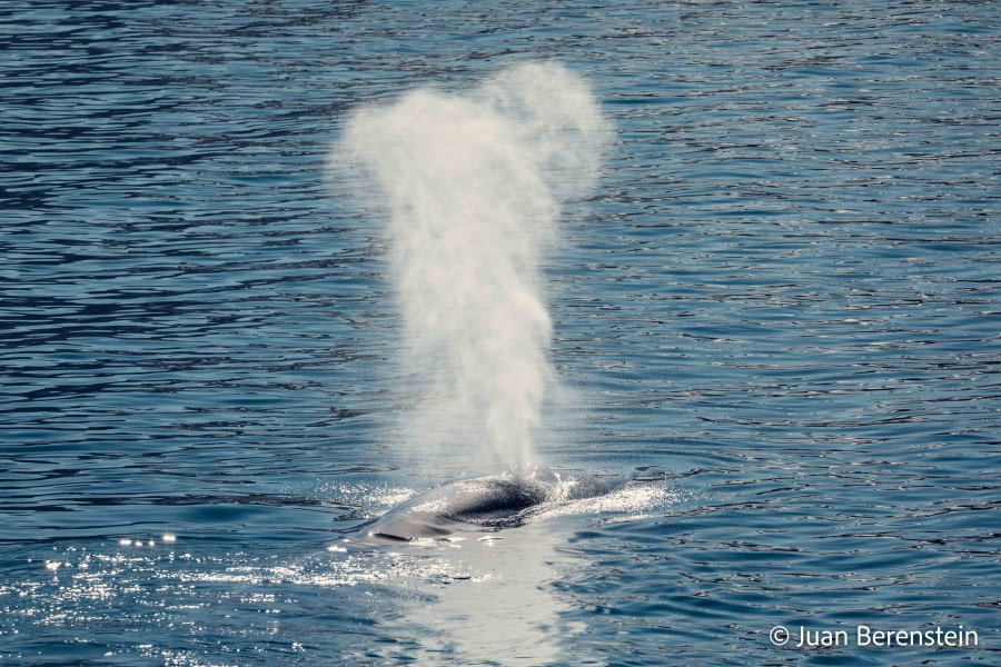 OTL05-22, Day 6 _Q9A4726 © Juan Martin Berenstein - Oceanwide Expeditions.jpg