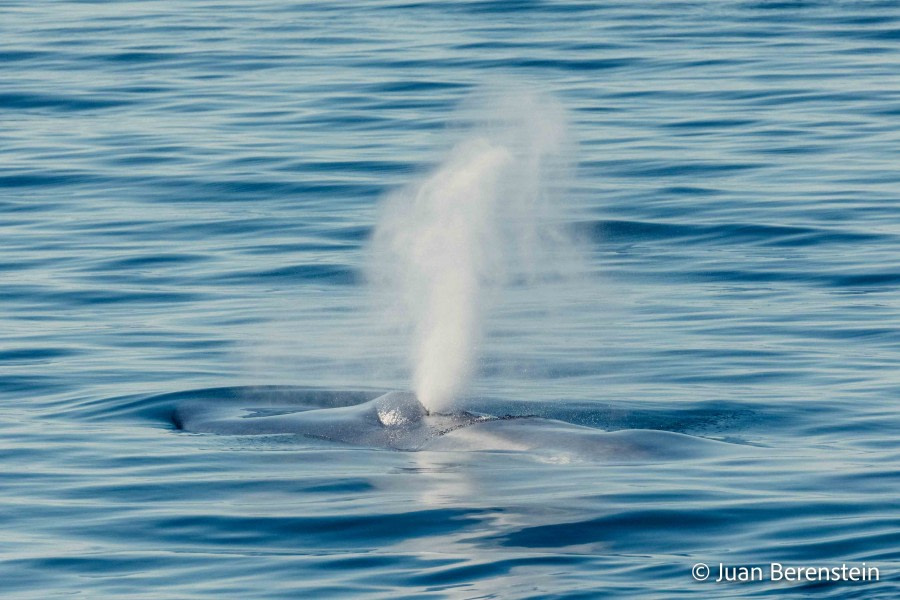 OTL05-22, Day 6 _Q9A4850 © Juan Martin Berenstein - Oceanwide Expeditions.jpg