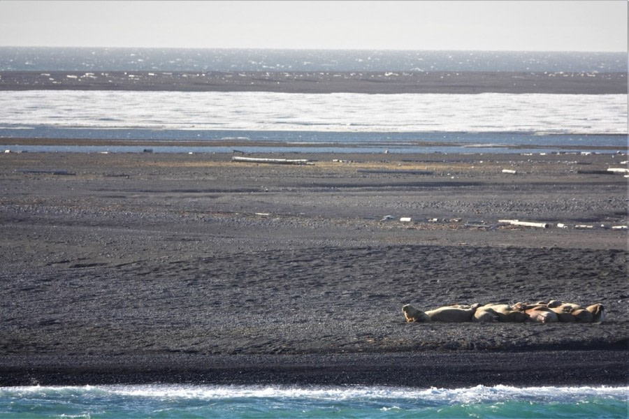 PLA05-22, Day 3, walrus on the beach © Unknown Photographer - Oceanwide Expeditions.jpg