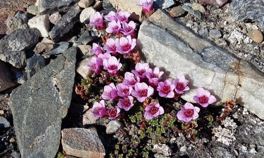 PLA05-22, Day 4, Purple saxifrage © Unknown Photographer - Oceanwide Expeditions.jpg