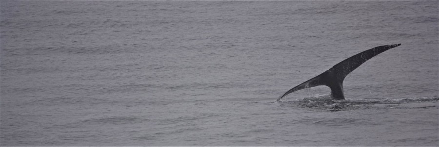 Wildlife at the edge of the pack ice