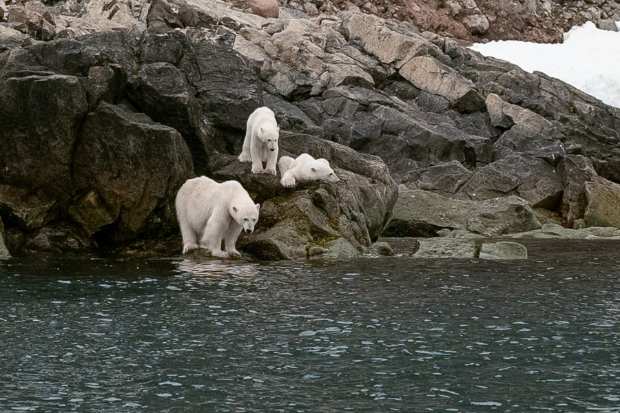 Gråhuken landing and Polar bear sighting