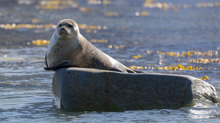 HDS05-22, Day 3, Harbour Seal © Sara Jenner - Oceanwide Expeditions.jpg