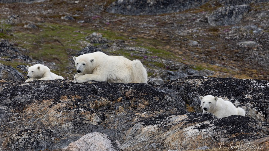 HDS05-22, Day 4, Polar bear and cubs 1 © Sara Jenner - Oceanwide Expeditions.jpg