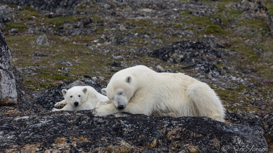 HDS05-22, Day 4, Polar Bear cubs 5 © Sara Jenner - Oceanwide Expeditions.jpg
