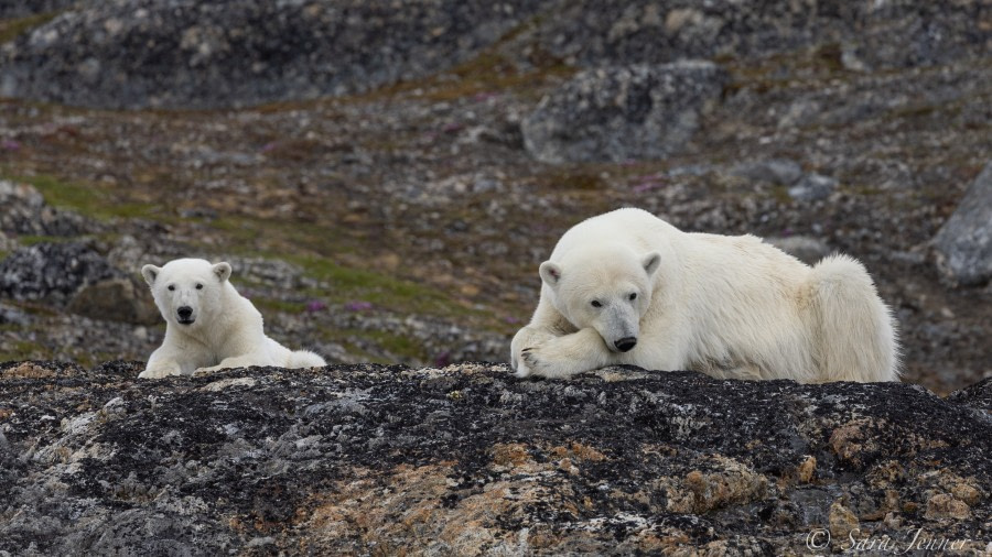 HDS05-22, Day 4, Polar Bear cubs 4 © Sara Jenner - Oceanwide Expeditions.jpg