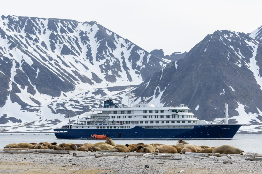 HDS05-22, Day 4, Smeerenburg- walrus 1 © Sara Jenner - Oceanwide Expeditions.jpg