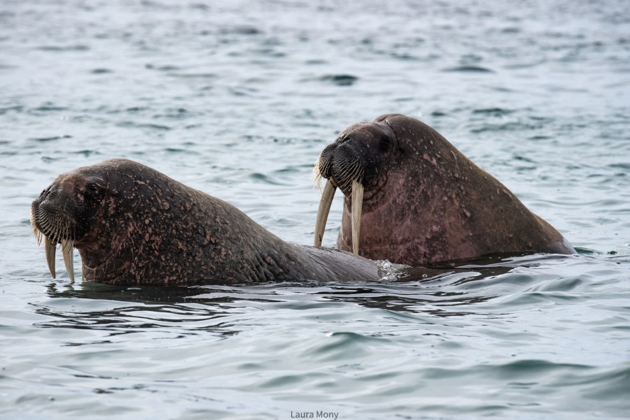 HDS05-22, Day 4, Smeerenburg- walrus 3 (3) © Laura Mony - Oceanwide Expeditions.jpg