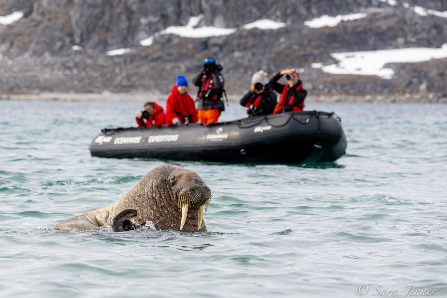HDS05-22, Day 4, Smeerenburg- walrus 4 © Sara Jenner - Oceanwide Expeditions.jpg