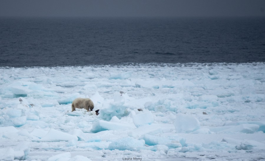 HDS05-22, Day 5, PolarBear (2) © Laura Mony - Oceanwide Expeditions.jpg