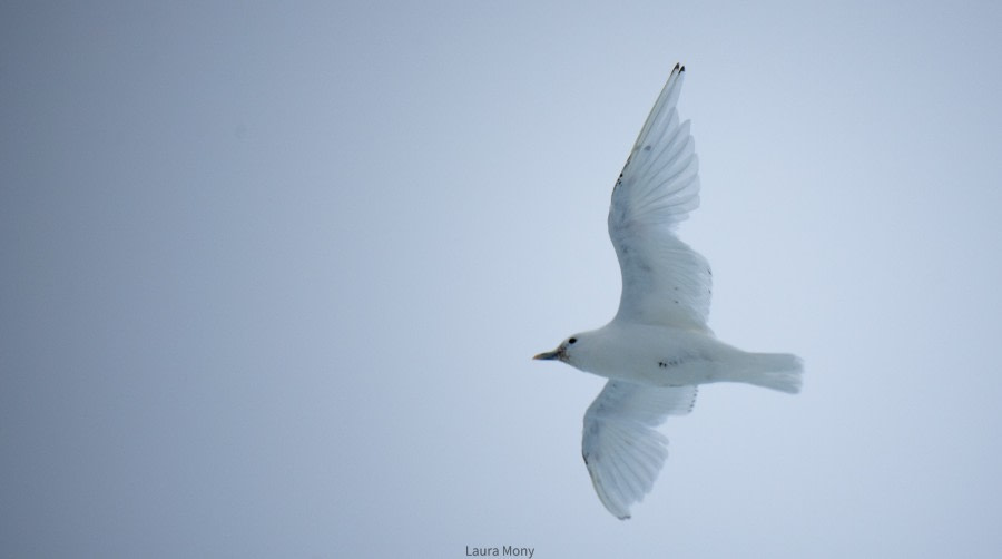 HDS05-22, Day 5, IvoryGull © Laura Mony - Oceanwide Expeditions.jpg