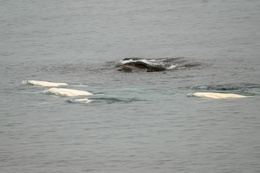 HDS05-22, Day 7, Beluga29062022 © Unknown Photographer - Oceanwide Expeditions.jpg