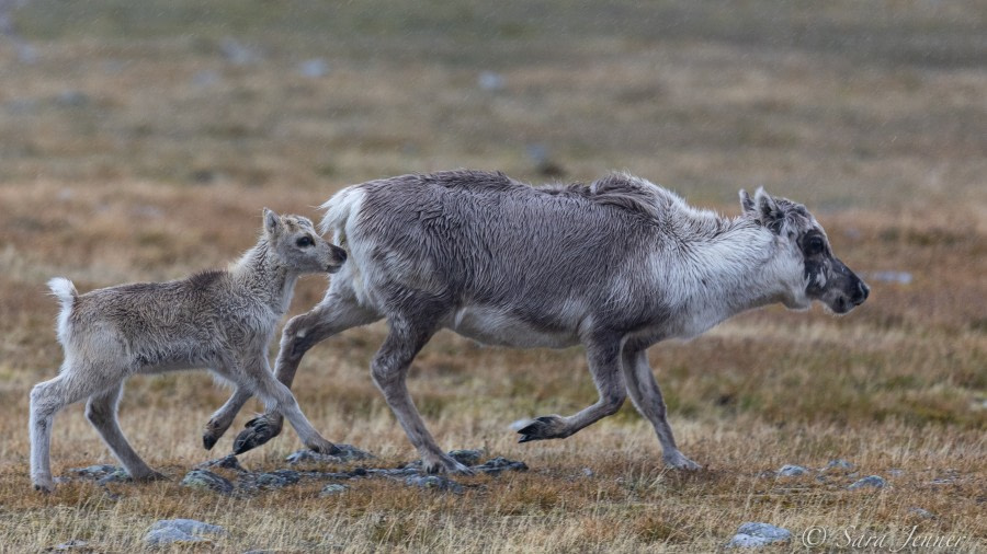 HDS05-22, Day 7, Reindeer © Sara Jenner - Oceanwide Expeditions.jpg