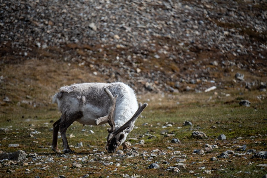 HDS05-22, Day 2, Skansbukta (3) © Laura Mony - Oceanwide Expeditions.jpg