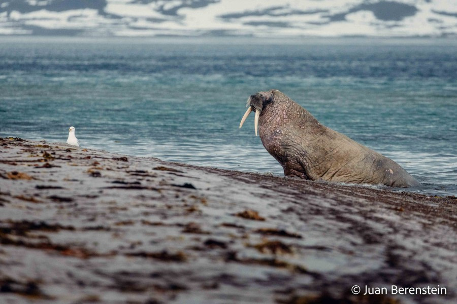 OTL06-22, Day 3, _Q9A5478 © Juan Martin Berenstein - Oceanwide Expeditions.jpg