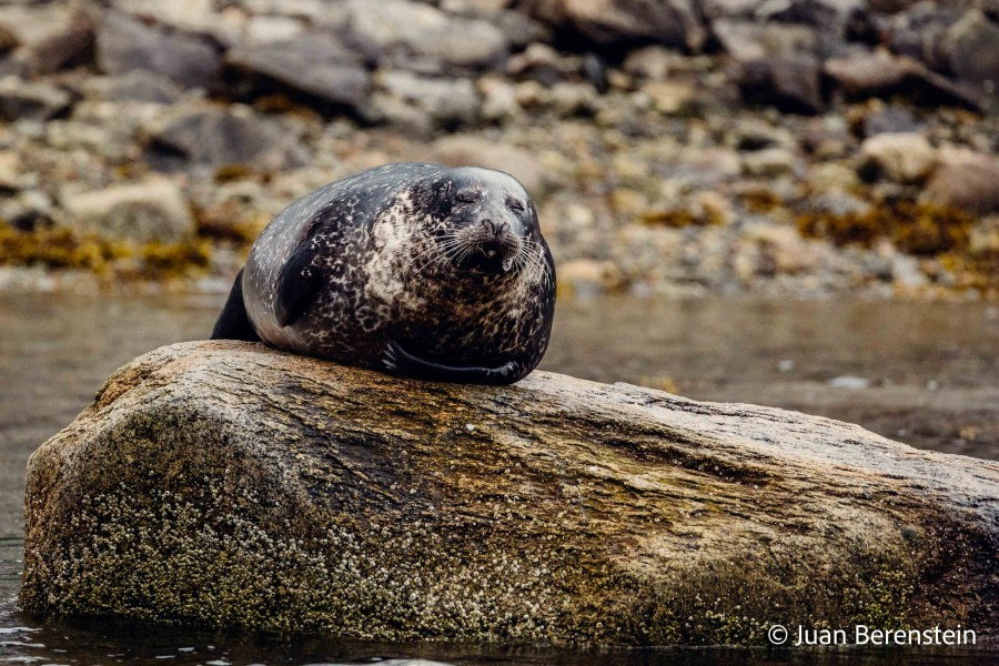 OTL06-22, Day 3, _Q9A5539 © Juan Martin Berenstein - Oceanwide Expeditions.jpg