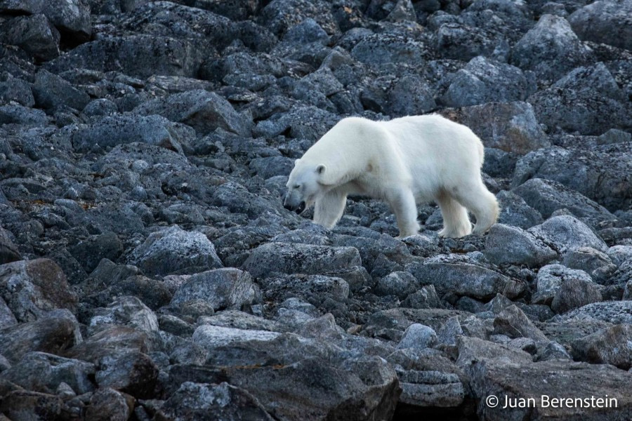 OTL06-22, Day 3, _Q9A5608 © Juan Martin Berenstein - Oceanwide Expeditions.jpg