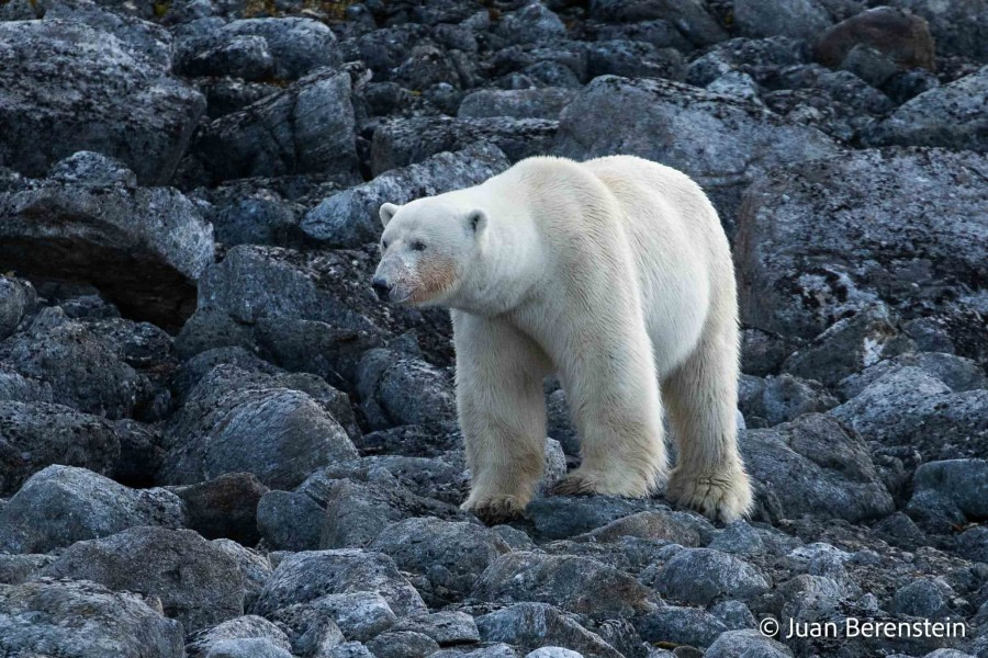 OTL06-22, Day 3, _Q9A5636 © Juan Martin Berenstein - Oceanwide Expeditions.jpg