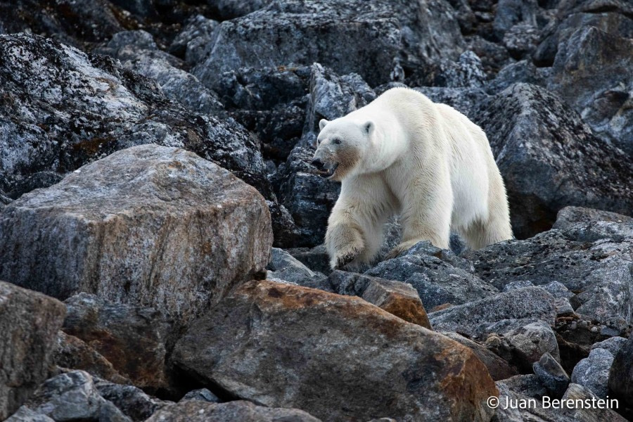 OTL06-22, Day 3, _Q9A5704 © Juan Martin Berenstein - Oceanwide Expeditions.jpg