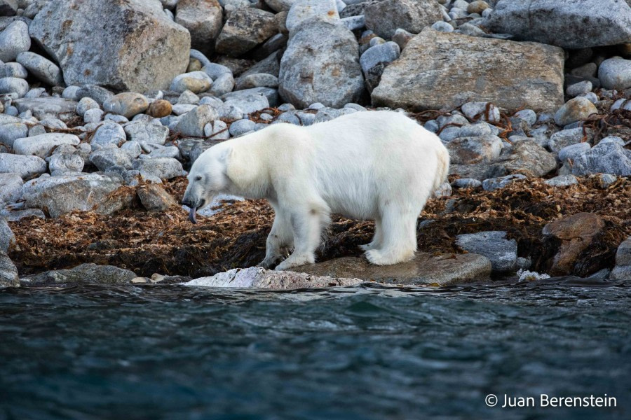 OTL06-22, Day 3, _Q9A5796 © Juan Martin Berenstein - Oceanwide Expeditions.jpg