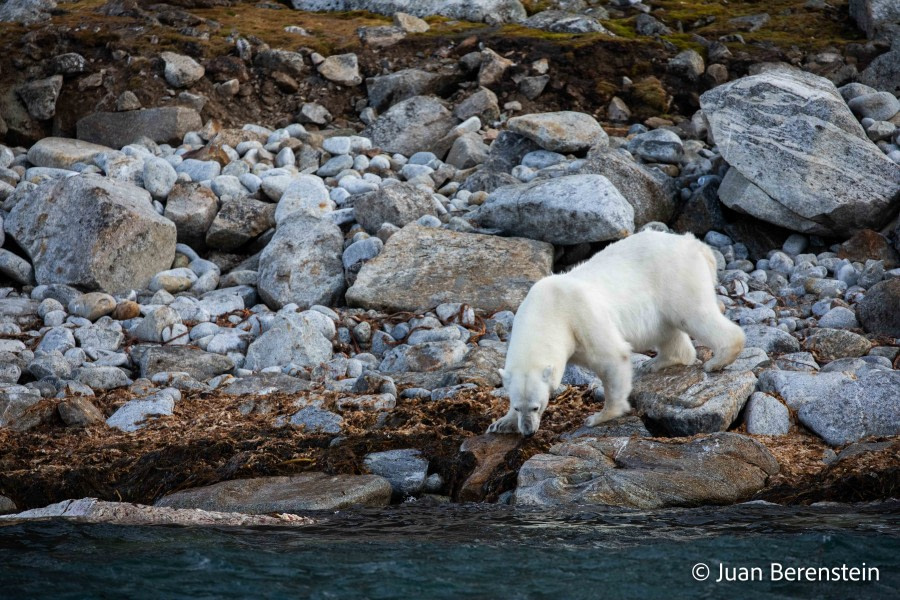 OTL06-22, Day 3, _Q9A5769 © Juan Martin Berenstein - Oceanwide Expeditions.jpg