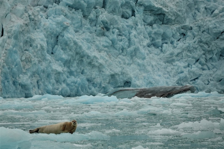 PLA06-22, Day 2, Lilliehookbreen, Bearded seal © Unknown Photographer - Oceanwide Expeditions.jpg