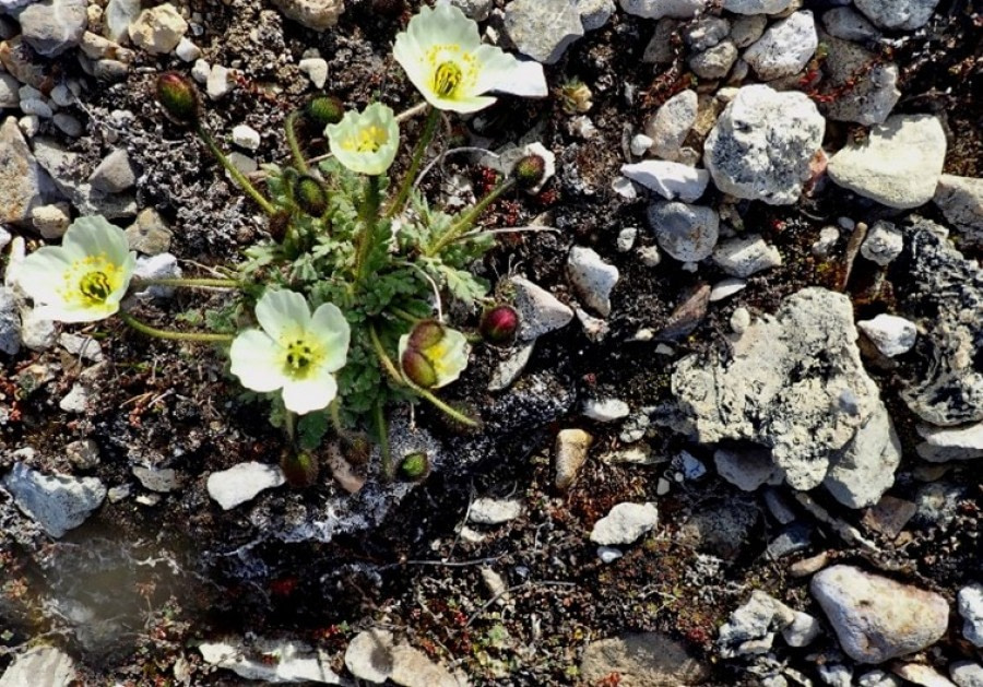 PLA06-22, Day 4, Svalbard poppy, Palanderbukta © Unknown Photographer - Oceanwide Expeditions.jpg