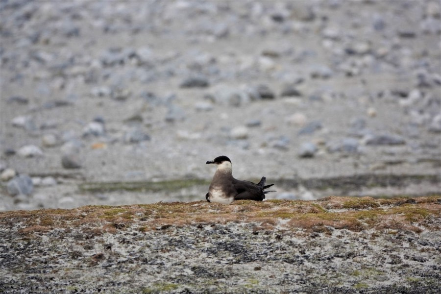 PLA06-22, Day 6, Arctic Skua, Magdalenefjord © Unknown Photographer - Oceanwide Expeditions.jpg