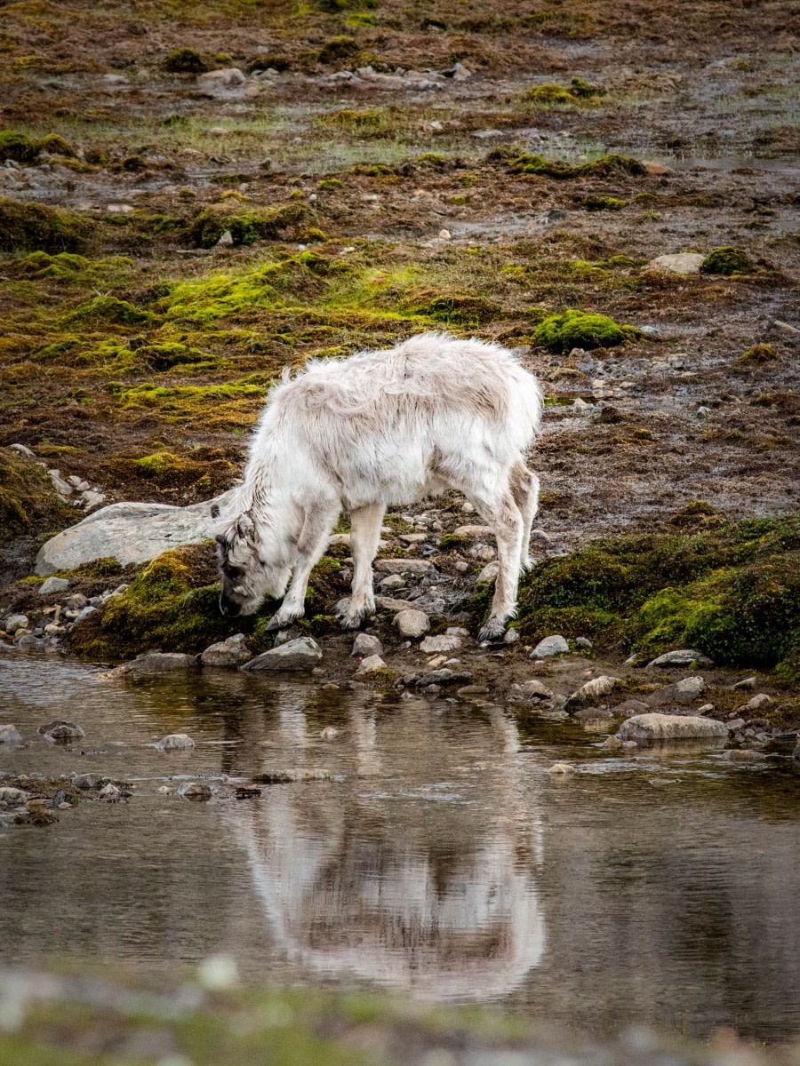 OTL07-22, Day 2, Reindeer © Alexander Romanovskiy - Oceanwide Expeditions.jpg