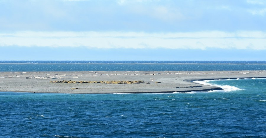 OTL07-22, Day 3, Walrus, Moffen © Unknown Photographer - Oceanwide Expeditions.jpg