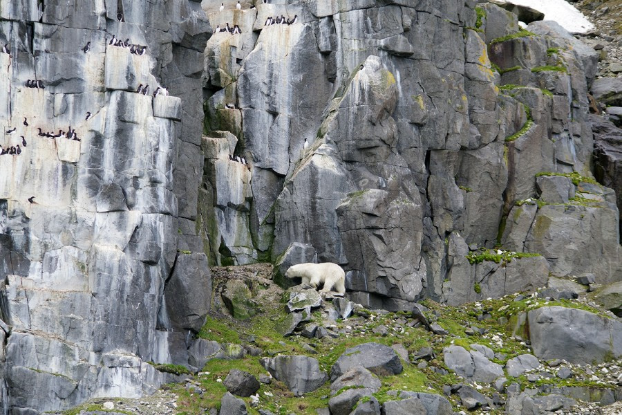 OTL07-22, Day 6, Polar bear, Alkefjellet © Michelle van Dijk - Oceanwide Expeditions.jpg