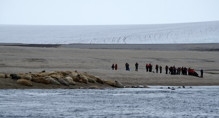 OTL07-22, Day 6, Walrus at Torrelneset © Michelle van Dijk - Oceanwide Expeditions.jpg