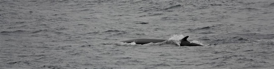 PLA07-22, Day 2, Fin whale © Unknown Photographer - Oceanwide Expeditions.jpg