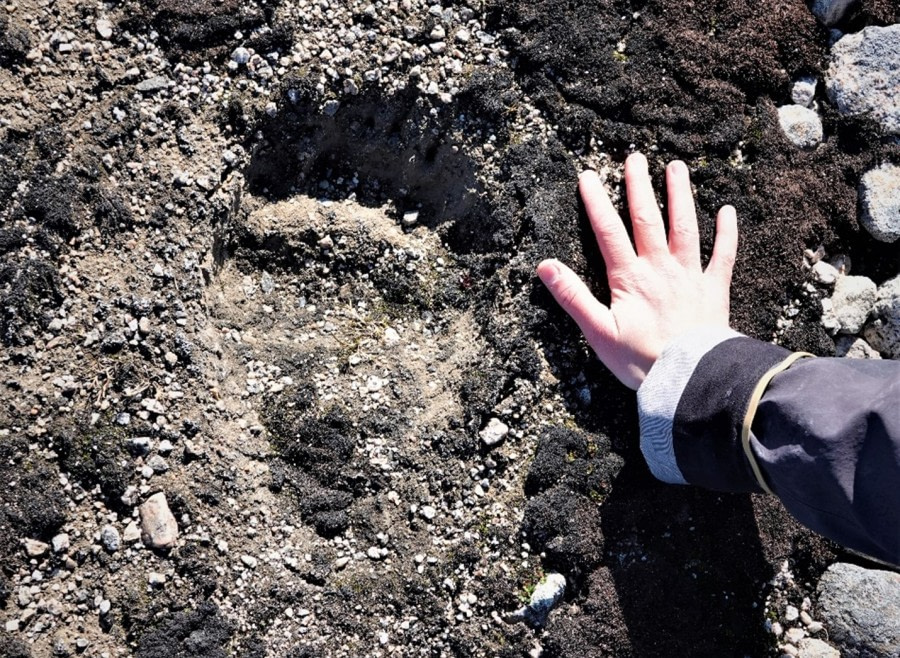 PLA07-22, Day 2, Polar bear footprint, Smeerenburg © Unknown Photographer - Oceanwide Expeditions.jpg