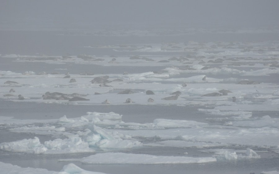 PLA07-22, Day 3, Harp seals on the Pack ice © Unknown Photographer - Oceanwide Expeditions.jpg