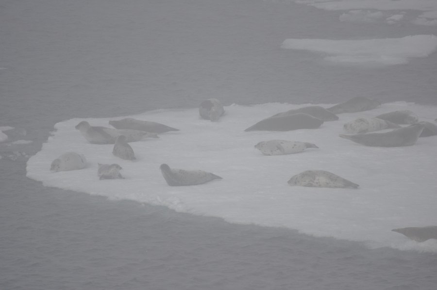 PLA07-22, Day 3, Harp seals on the Pack ice © Unknown Photographer - Oceanwide Expeditions (3).JPG