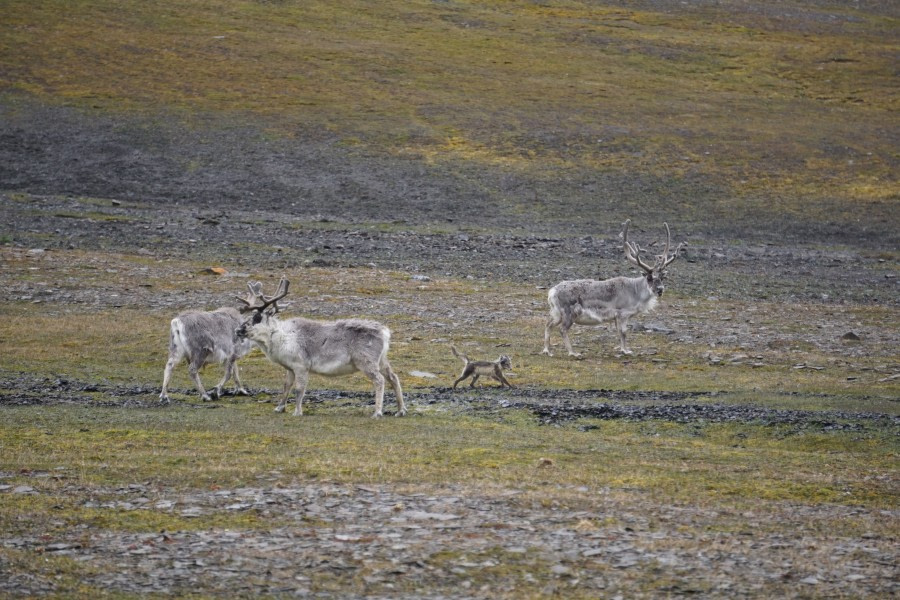 PLA07-22, Day 7, Reindeer at Kapp Walburg, Barentsoya © Unknown Photographer - Oceanwide Expeditions.JPG