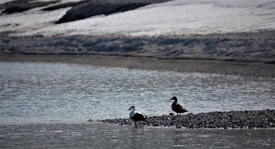 PLA07-22, Day 5, Eider ducks, Palanderbukta © Unknown Photographer - Oceanwide Expeditions.jpg