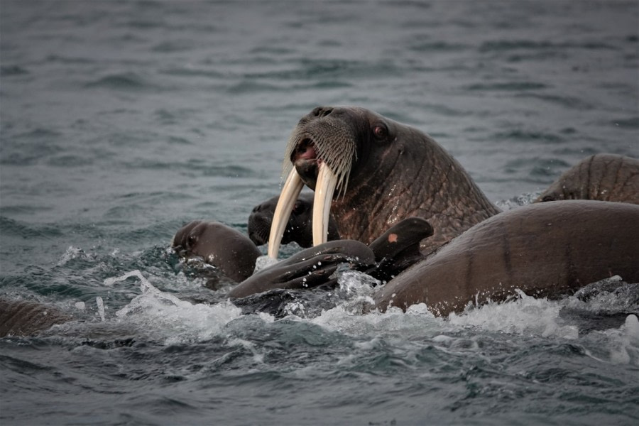 PLA07-22, Day 6, Walruses at Torellneset © Unknown Photographer - Oceanwide Expeditions.jpg