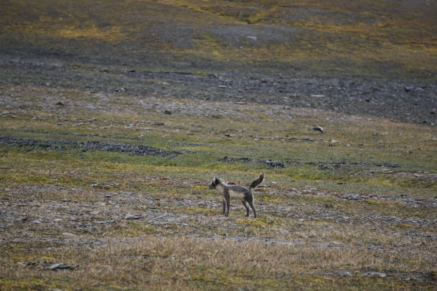 PLA07-22, Day 7, Arctic fox at Kapp Walburg, Barentsoya © Unknown Photographer - Oceanwide Expeditions (2).JPG