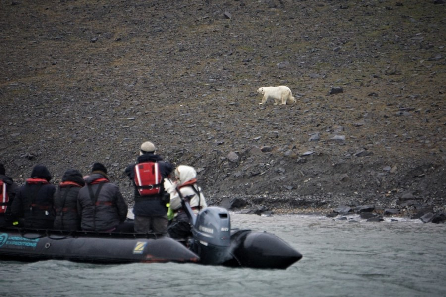 PLA07-22, Day 7, Polar bear Zodiac cruise, Freemansund, Barentsoya © Unknown Photographer - Oceanwide Expeditions.jpg