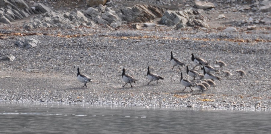 PLA07-22, Day 9, Barcacle geese, Reinodden © Unknown Photographer - Oceanwide Expeditions.jpg