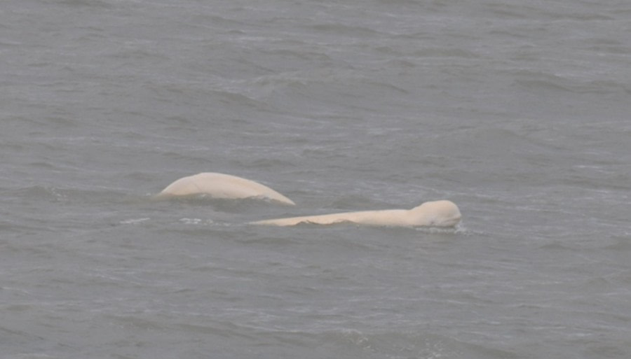 PLA07-22, Day 9, Beluga whales, Bellsund © Unknown Photographer - Oceanwide Expeditions.jpg