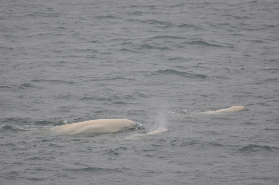 PLA07-22, Day 9, Beluga whales, Bellsund © Unknown Photographer - Oceanwide Expeditions (3).JPG