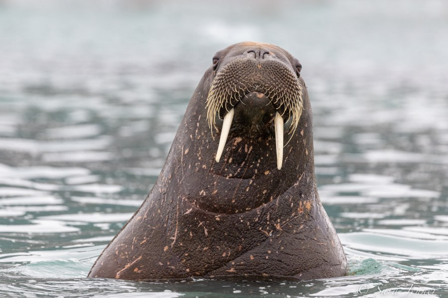 HDS07-22, Day 3, Walrus © Sara Jenner - Oceanwide Expeditions.jpg