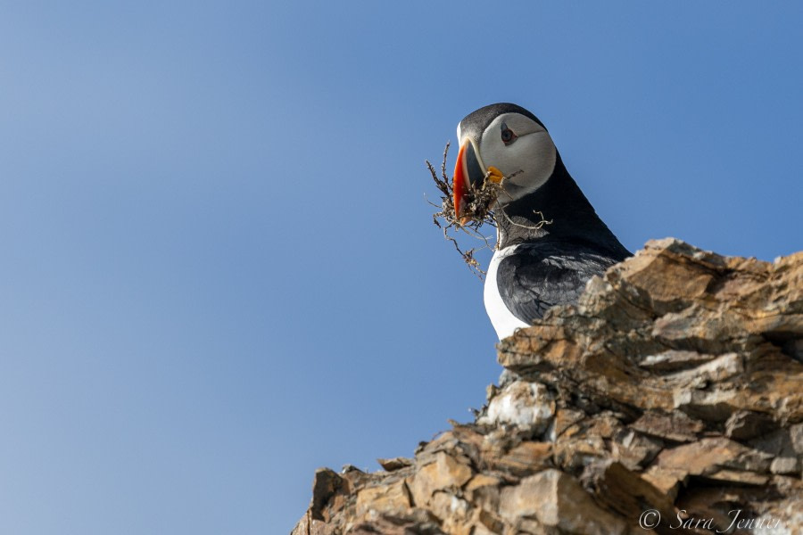 HDS07-22, Day 2, Puffin © Sara Jenner - Oceanwide Expeditions.jpg