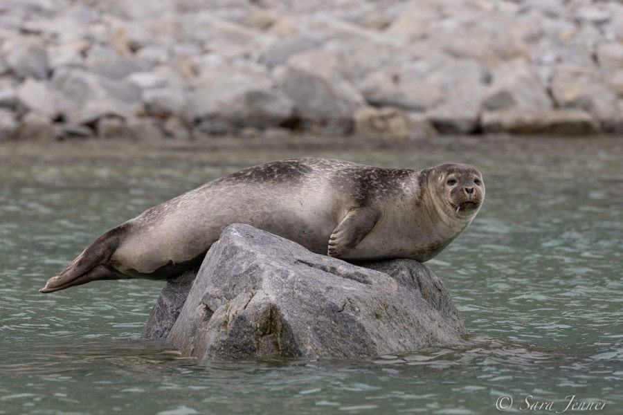 HDS07-22, Day 3, Harbour seal © Sara Jenner - Oceanwide Expeditions (2).jpg