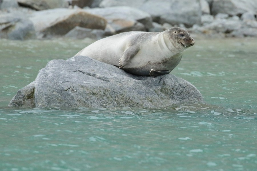 HDS07-22, Day 3, Magdalena Fjord © Unknown Photographer - Oceanwide Expeditions.jpg